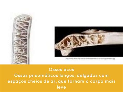 O Que São Ossos Pneumáticos - Quais São Os Ossos Pneumáticos - BRAINCP