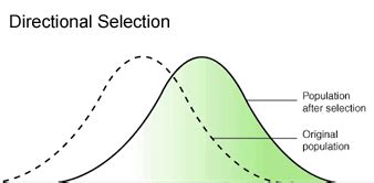 Natural Selection and Evolution of Animal - Black Bears