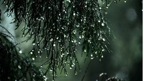 Pitter Patter Of Rain With Thunder Sound Tranquil Piano Melody Mood