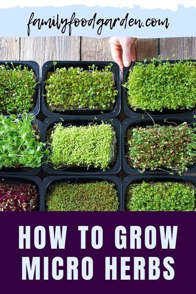 Growing Microgreens For An Indoor Garden A Step By Step Guide Artofit