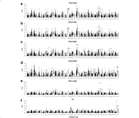 A Genome Scan Of Lod Profiles For A Total Length B Body Length