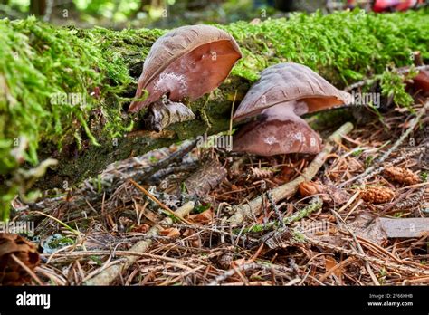 Auricularia Auricula Judae Edible Mushroom Fungus In The Natural