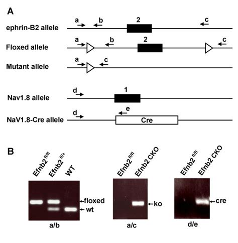 Exon 2 Of Ephrin B2 Was Deleted In Drg In Efnb2 Cko Mice A Diagram Download Scientific