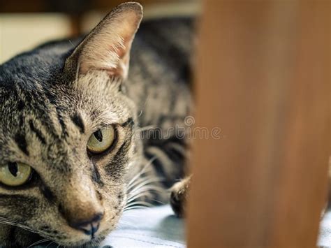 A Staring Tabby Cat with Yellow Eyes Stock Image - Image of partial ...