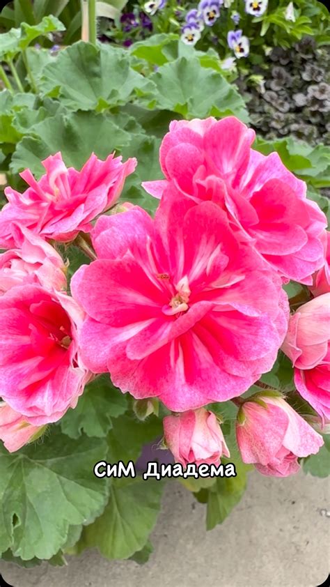 Сортовые Пеларгонии в Алматы | СиМ-Флоренция - зональная розебудная ...