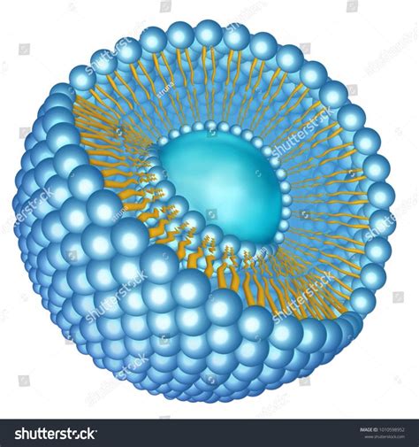 Spatial structure of the liposomeSpatial#structure#liposome | Graphics design ideas, Stock ...