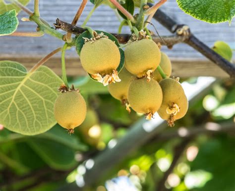 Golden KiWi FRUIT . limited production. – CH Fruit Tree Nursery