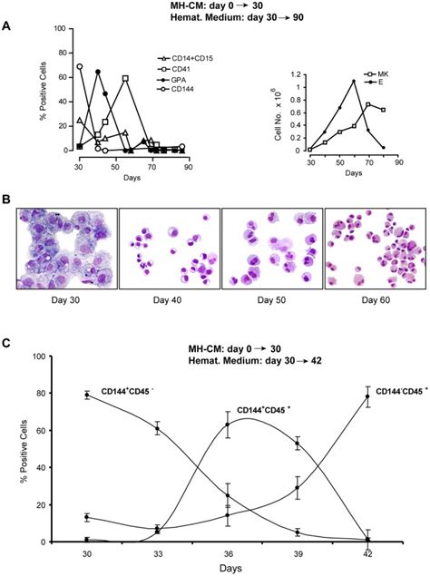 A Left Time Course FACS Analysis Of Adherent Cells Generated By CD34