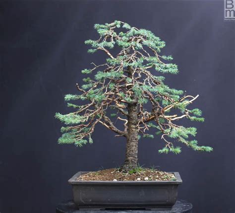 Picea Pungens Blue Or Colorado Spruce Bonsai Me