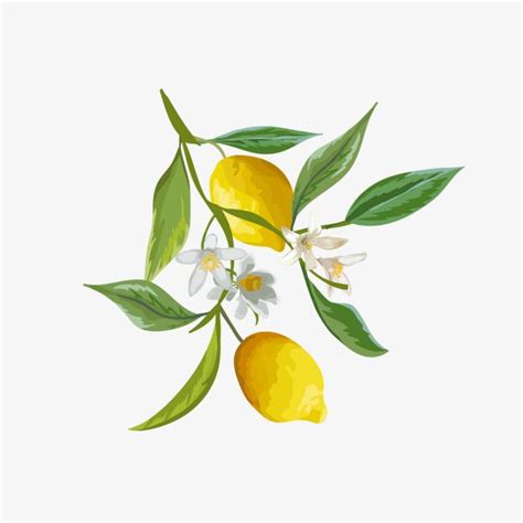 Lemon Watercolor Vector Art PNG, Watercolor Lemon, Watercolor Clipart, Lemon Clipart, Lemon PNG ...