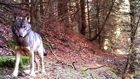 Lupi Una Mappa Digitale Mostra Dove Trovarli In Veneto Ed In Trentino