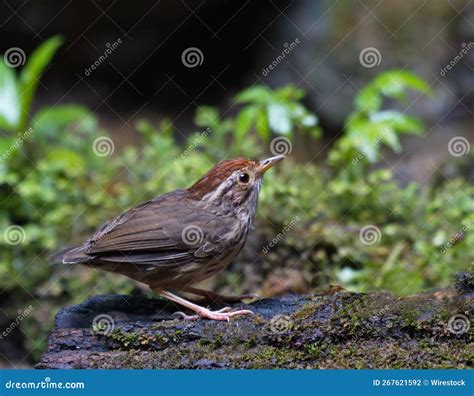 Cute and Beautiful Rainforest Birds of Thailand Stock Photo - Image of ...