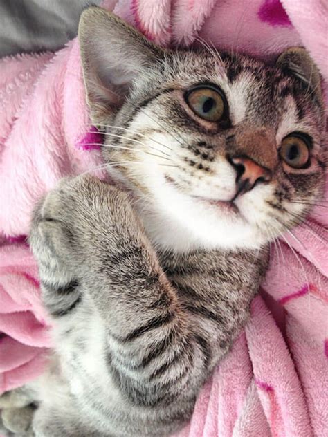 These 86 Smiling Cats Is All You're Going To Need Today