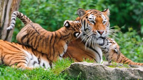 1423605 Tiger Animals Hd 4k Rare Gallery Hd Wallpapers