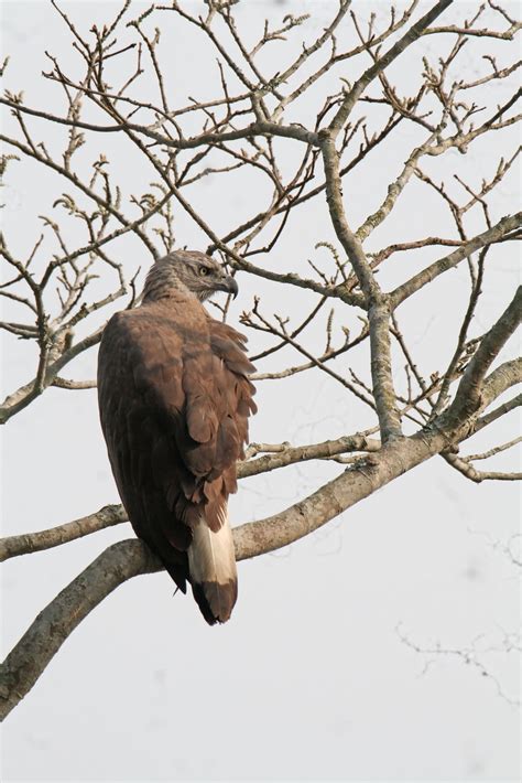 Kostenlose Foto Vogel Augen Schwanz Farbe Rechnung Himmel