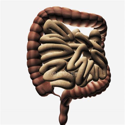 Medical Illustration Of The Large And Small Intestines Computer