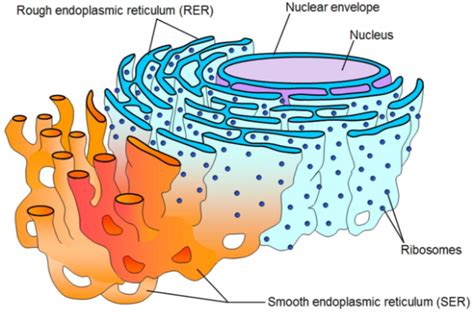 Define Structure And Function Of Rough And Smooth Endoplasmic Reticulum