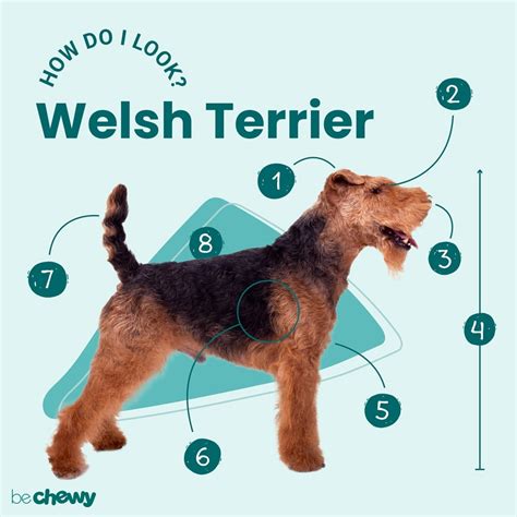 Welsh Terrier: Characteristics, Care & Photos | BeChewy