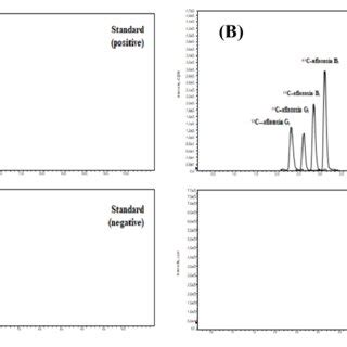 Extracted Ion Chromatograms Of LC MS MS For Multiple Mycotoxins In