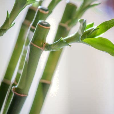 Lucky Bamboo Care: Growing Lucky Bamboo Indoors