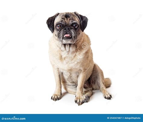 Old Pug Dog Sitting Sticking Tongue Out Stock Image Image Of Funny