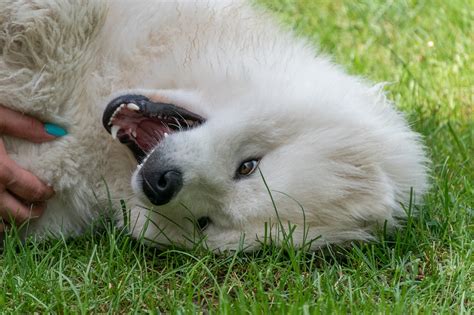 Samoyed Dog Pet - Free photo on Pixabay - Pixabay