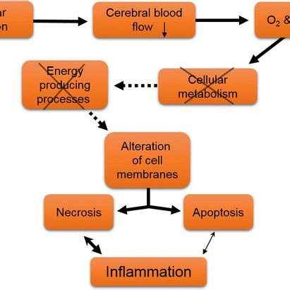 Pathophysiology Of A Stroke