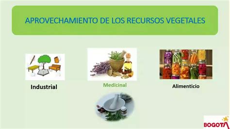 Elaboración de productos alimenticios y medicinales empleando especies