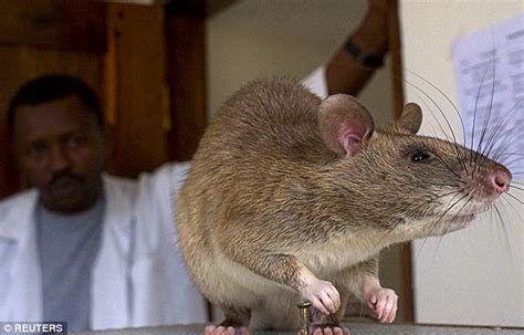 4ft Monster Rat Found By Gas Man On London Housing Estate Is From