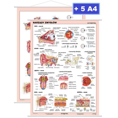 Narządy zmysłów Mapy plansze szkolne językowe interaktywne