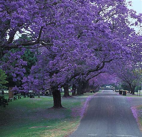 Jacaranda Grafton South Australia Jacaranda Tree Purple Trees