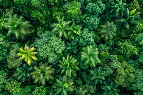 Aerial View Of Dense Tropical Rainforest Canopy From Above Showing Rich