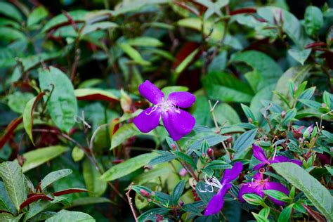 Banco De Imagens Natureza Plantar Campo Folha Flor Roxa Ver O