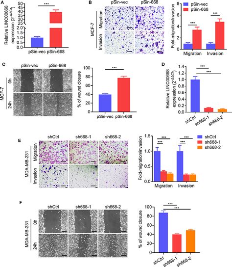 Frontiers Linc Promotes Invasion And Stem Cell Like Properties