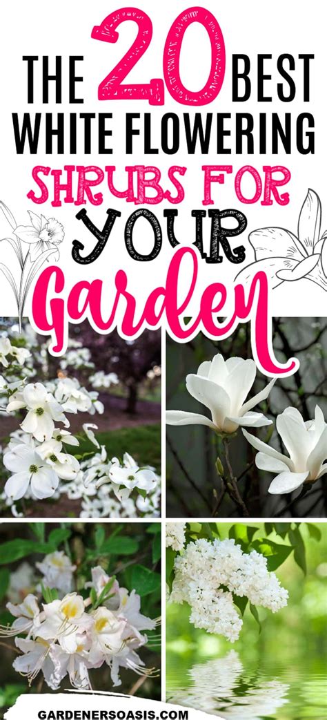 White Flowering Shrubs 20 Of The Best Varieties For Your Garden In 2023 White Flowering