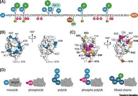 Histone Ubiquitination An Integrative Signaling Platform In Genome