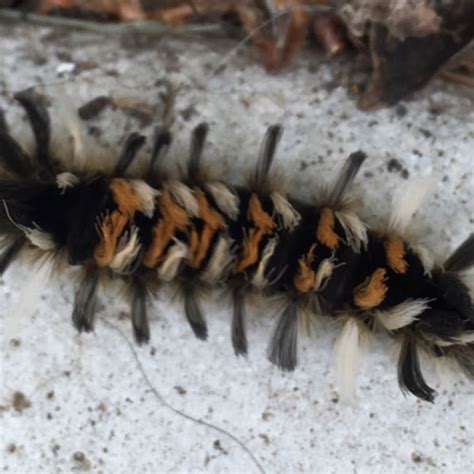 Milkweed Tussock Project Noah