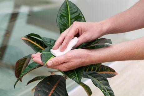 Los Mejores Trucos Y Consejos Para Cuidar Tus Plantas