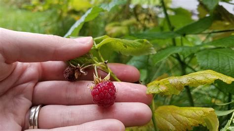 Homemade Raspberry Rhubarb Jam | Recipe & Preservation