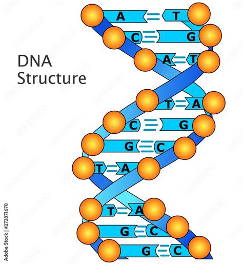 Dna Structure Helix Diagram Dna Uses Four Kinds Of Nitrogenous Bases Adenine A Cytosine C