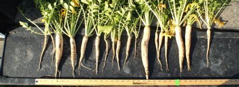 Corn Nitrogen Management Following Daikon Radish And Forage Oat Cover