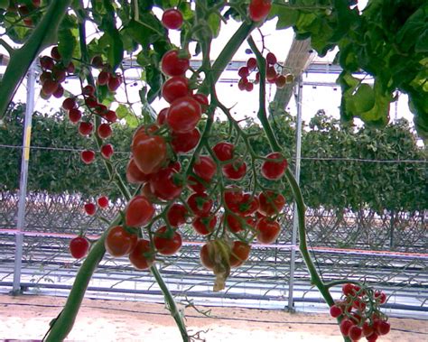 Tomato plant diseases pictures - The Pro Farmer