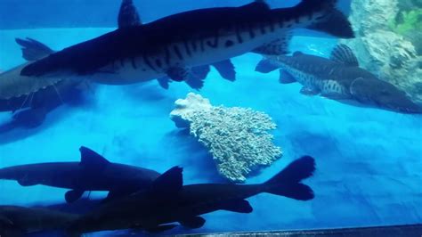 Feeding the 3000g - YouTube