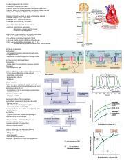 Cardiac Output Docx Cardiac Output And Its Control Autonomic Input