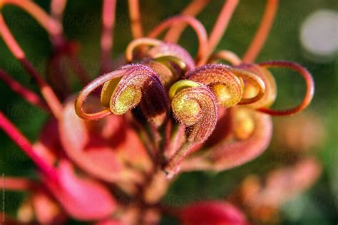 Australian Wild Flowers By Stocksy Contributor Rowena Naylor Stocksy