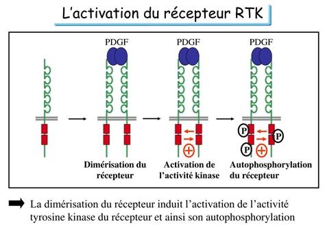 Ppt La Signalisation Intracellulaire Powerpoint Presentation Free