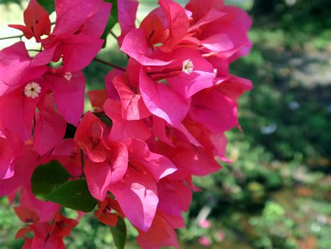 Bougainville As Principais Esp Cies De Primavera E Como Cultivar