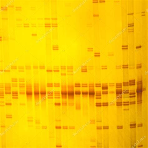 Plant DNA Fingerprint Stock Photo Panuruangjan 64660293