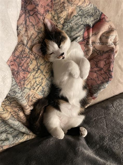 can cats eat pistachio 5