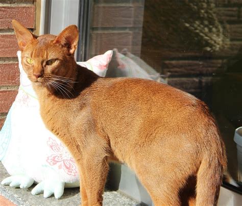 Cómo saber si mi gato esta muy delgado Trucos